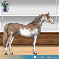 Horse Color:White Spotted Chestnut Sabino 