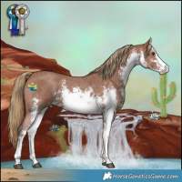 Horse Color:White Spotted Chestnut Sabino 