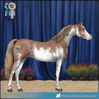 Horse Color:White Spotted Chestnut Sabino