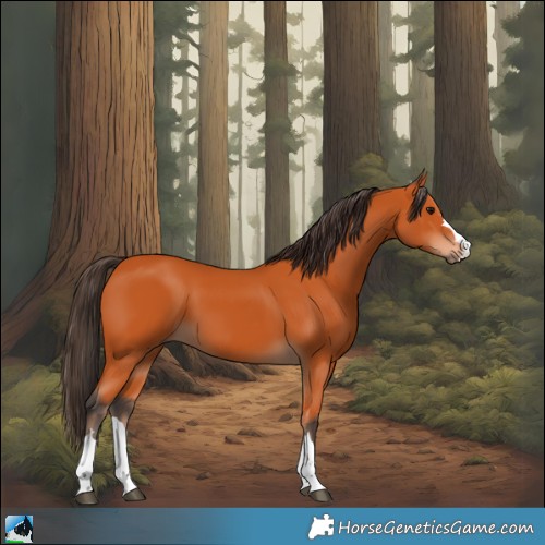 Horse Color:Bay 