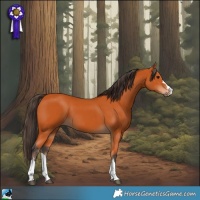 Horse Color:Bay 