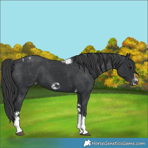 Horse Color:Black Tobiano Frame Varnish