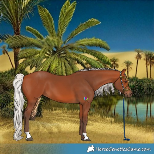 Horse Color:Silver Bay 