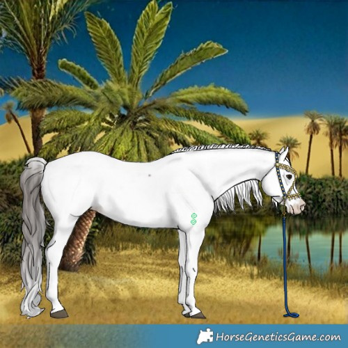 Horse Color:Bay Fewspot