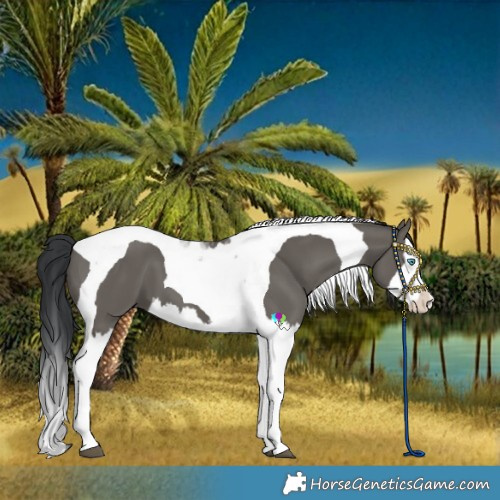Horse Color:Grullo Splash Tobiano 