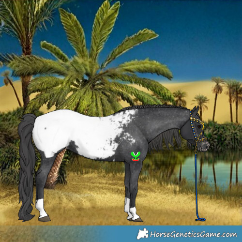 Horse Color:Black Tobiano Snowcap