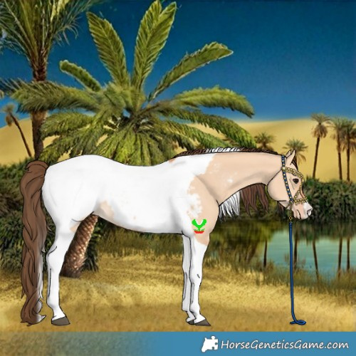 Horse Color:Bay Dun Tobiano Snowcap 