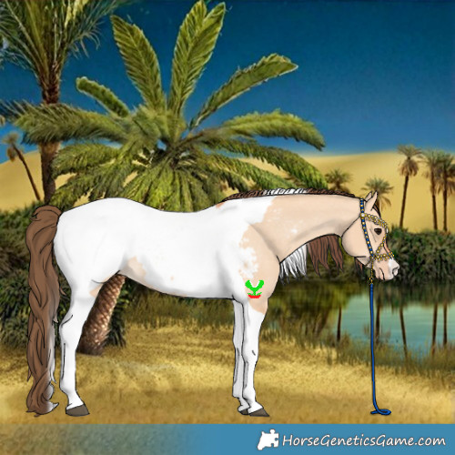 Horse Color:Bay Dun Tobiano Snowcap 