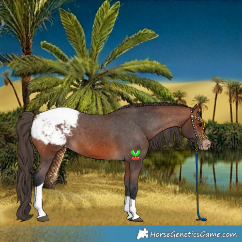 Horse Color:Bay Tobiano Snowcap 
