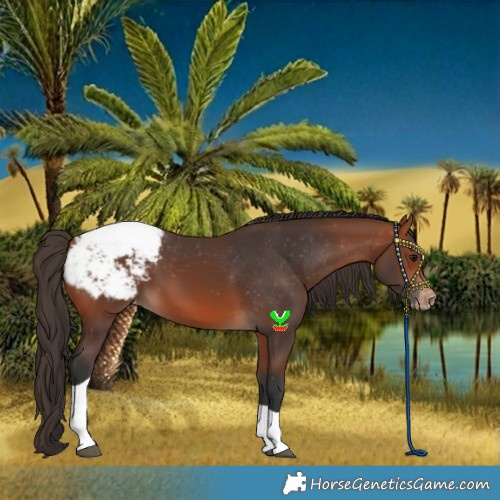 Horse Color:Bay Tobiano Snowcap