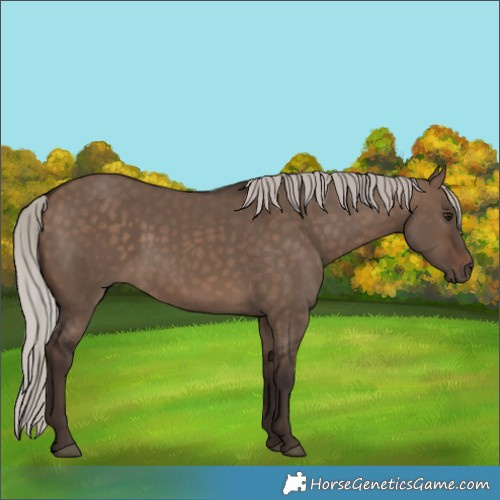 Horse Color:Silver Brown Dun 