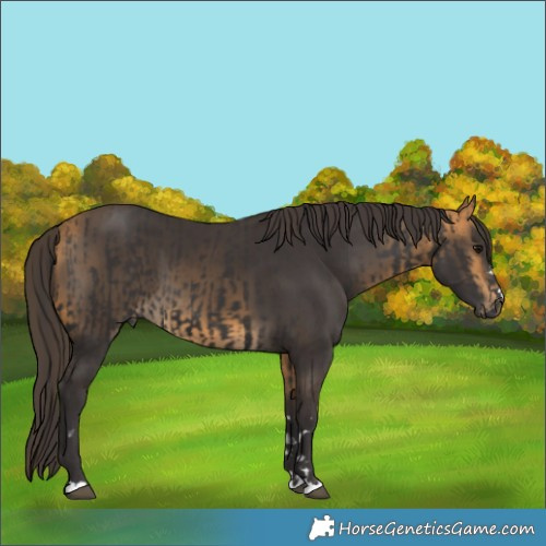 Horse Color:Smoky Black  and Buckskin 