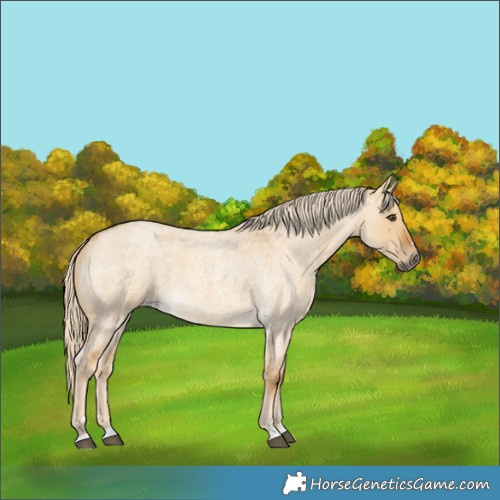 Horse Color:Palomino Roan Dun