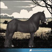 Horse Color:Smoky Black Splash  and Smoky Black 