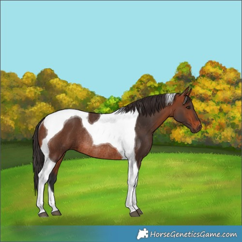 Horse Color:Bay Tobiano Rabicano 