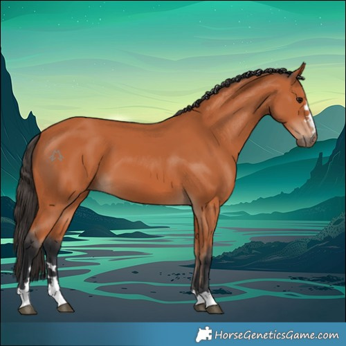 Horse Color:Bay 
