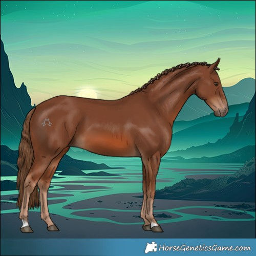 Horse Color:Chestnut 