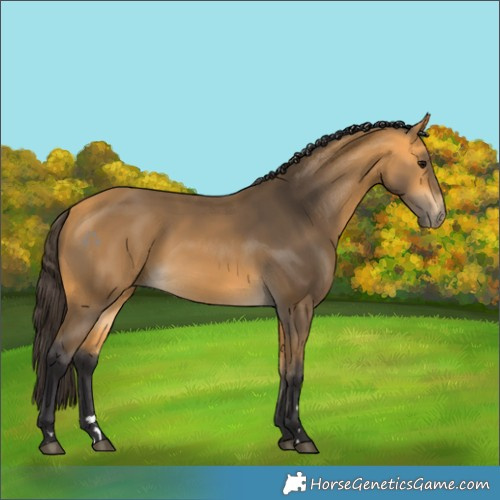 Horse Color:Buckskin 