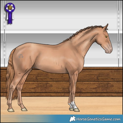Horse Color:Gold Champagne 