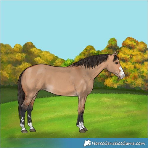 Horse Color:Bay Dun