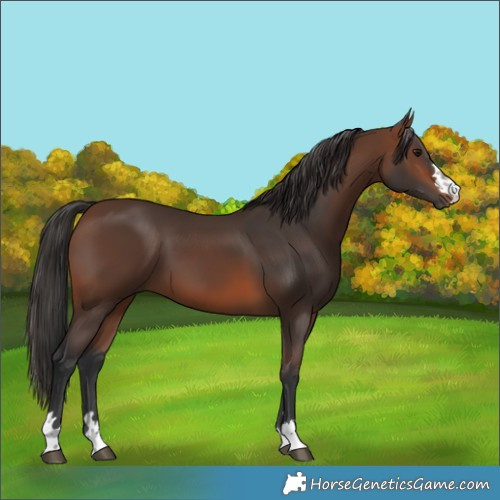Horse Color:Unknown 