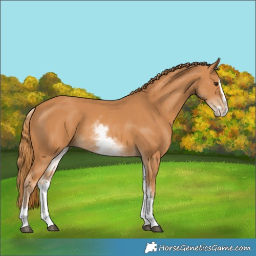 Horse Color:Unknown 