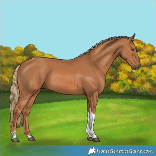 Horse Color:Unknown 