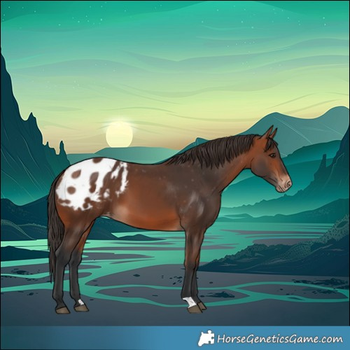 Horse Color:Bay Appaloosa