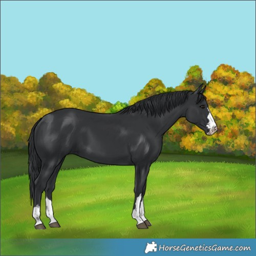 Horse Color:Black 