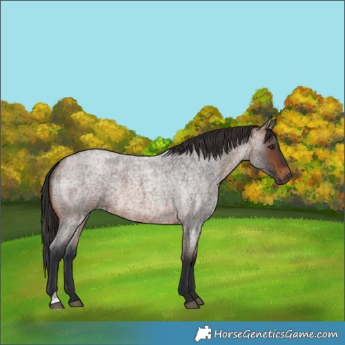 Horse Color:Brown Roan