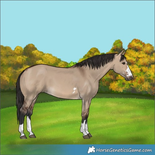 Horse Color:Brown Dun 