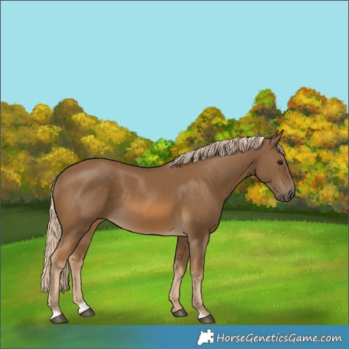 Horse Color:Chocolate Palomino
