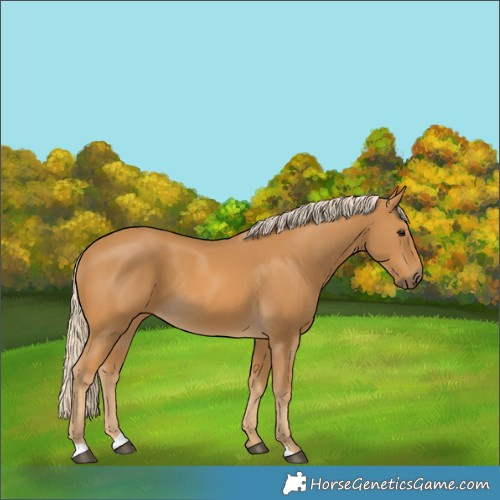Horse Color:Palomino 