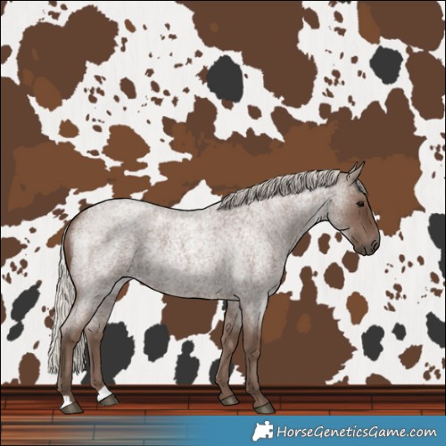 Horse Color:Silver Blue Roan 