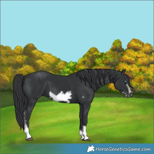 Horse Color:Black Tobiano Frame 