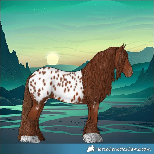 Horse Color:Chestnut Appaloosa