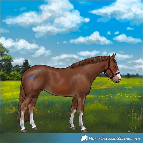 Horse Color:Chestnut 