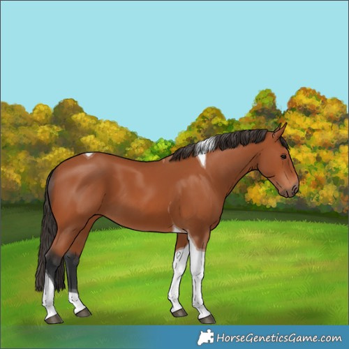 Horse Color:Bay Tobiano 