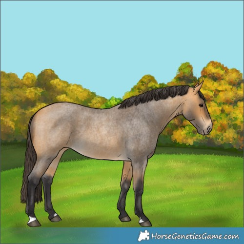 Horse Color:Buckskin Roan