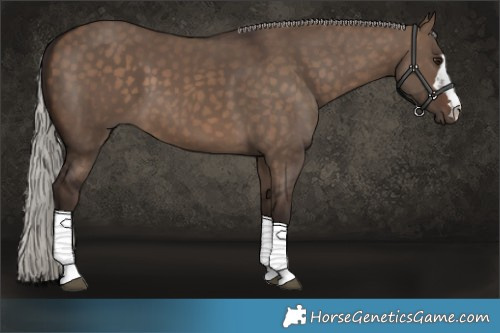 Horse Color:Silver Brown Dun