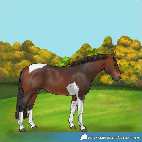 Horse Color:Bay Tobiano Rabicano