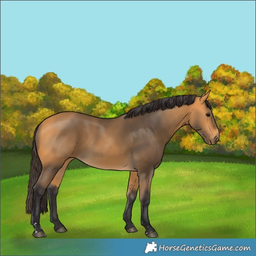 Horse Color:Buckskin 