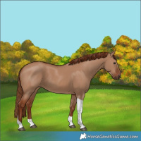Horse Color:Red Dun Tobiano
