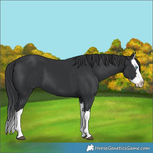 Horse Color:Black Splash 