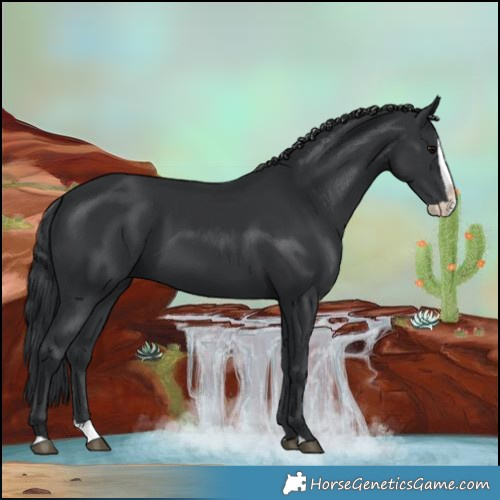 Horse Color:Black Splash 