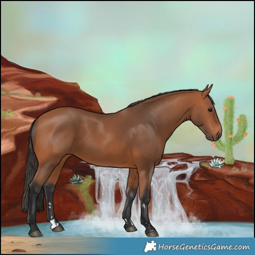 Horse Color:Bay 