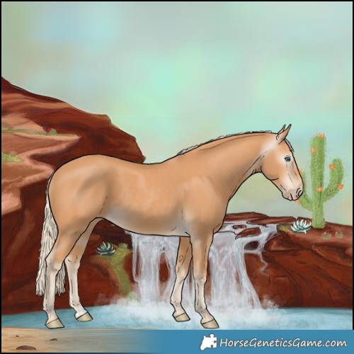 Horse Color:Gray Cremello