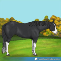 Horse Color:Black Splash 