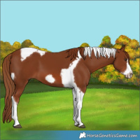Horse Color:Chestnut Tobiano Frame 