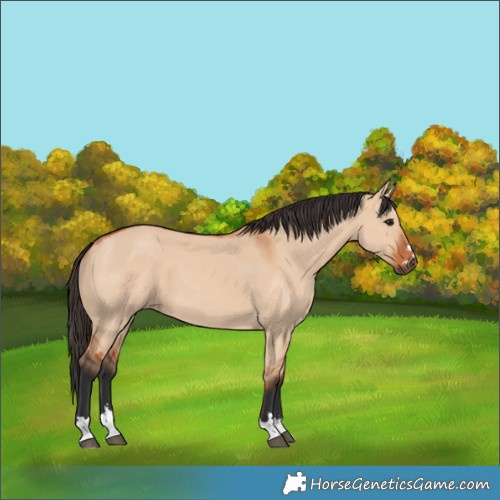 Horse Color:Bay Dun 